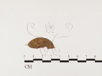 登錄號:F0026374藏品圖，第4張