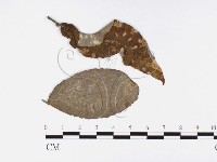 登錄號:F0026376藏品圖，第1張