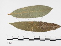 登錄號:F0026377藏品圖，第1張