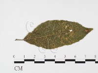 登錄號:F0026378藏品圖，第1張