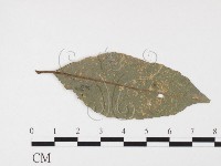 登錄號:F0026378藏品圖，第4張