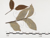 登錄號:F0026379藏品圖，第1張