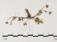 登錄號:F0026381藏品圖，第1張