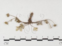 登錄號:F0026381藏品圖，第4張