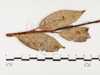 登錄號:F0026382藏品圖，第1張