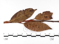 登錄號:F0026382藏品圖，第4張