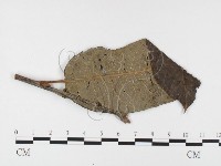 登錄號:F0026385藏品圖，第1張