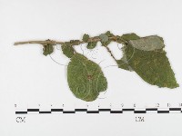 登錄號:F0026387藏品圖，第1張