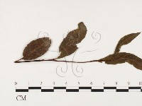 登錄號:F0026389藏品圖，第4張