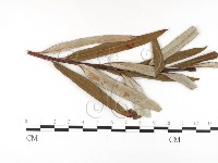 登錄號:F0026391藏品圖，第1張