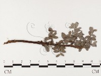 登錄號:F0026392藏品圖，第1張