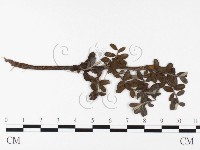 登錄號:F0026392藏品圖，第4張