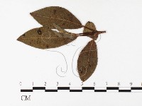 登錄號:F0026393藏品圖，第4張