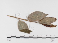 登錄號:F0026394藏品圖，第4張