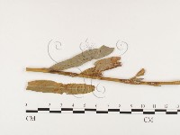 登錄號:F0026395藏品圖，第1張