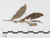 登錄號:F0026397藏品圖，第1張