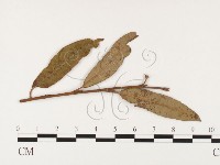 登錄號:F0026399藏品圖，第1張