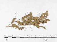 登錄號:F0026400藏品圖，第1張