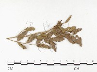 登錄號:F0026400藏品圖，第4張