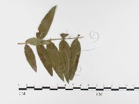 登錄號:F0026402藏品圖，第1張