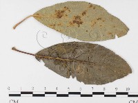 登錄號:F0026403藏品圖，第1張