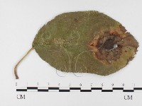 登錄號:F0026404藏品圖，第1張