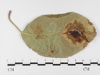 登錄號:F0026404藏品圖，第4張
