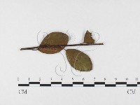 登錄號:F0026405藏品圖，第1張