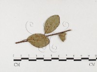 登錄號:F0026405藏品圖，第4張