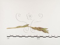 登錄號:F0026406藏品圖，第1張