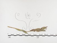 登錄號:F0026406藏品圖，第4張