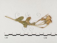 登錄號:F0026407藏品圖，第1張