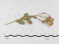 登錄號:F0026407藏品圖，第4張