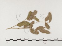 登錄號:F0026409藏品圖，第4張