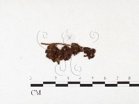 登錄號:F0026410藏品圖，第1張