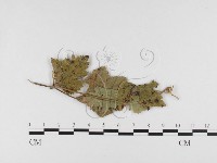 登錄號:F0026411藏品圖，第1張