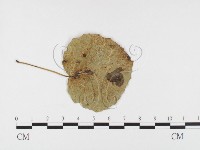 登錄號:F0026412藏品圖，第1張