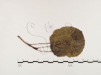 登錄號:F0026412藏品圖，第4張