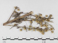 登錄號:F0026413藏品圖，第1張