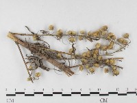 登錄號:F0026413藏品圖，第4張