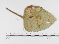 登錄號:F0026414藏品圖，第1張