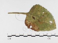 登錄號:F0026414藏品圖，第4張