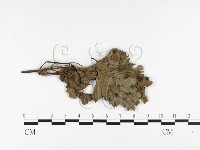 登錄號:F0026415藏品圖，第1張