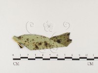 登錄號:F0026416藏品圖，第1張