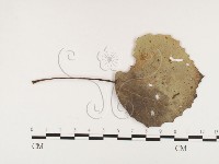 登錄號:F0026417藏品圖，第1張