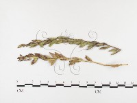 登錄號:F0026418藏品圖，第1張