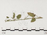 登錄號:F0026420藏品圖，第4張