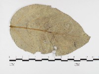 登錄號:F0026421藏品圖，第4張