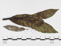 登錄號:F0026423藏品圖，第1張
