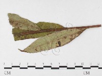 登錄號:F0026425藏品圖，第1張